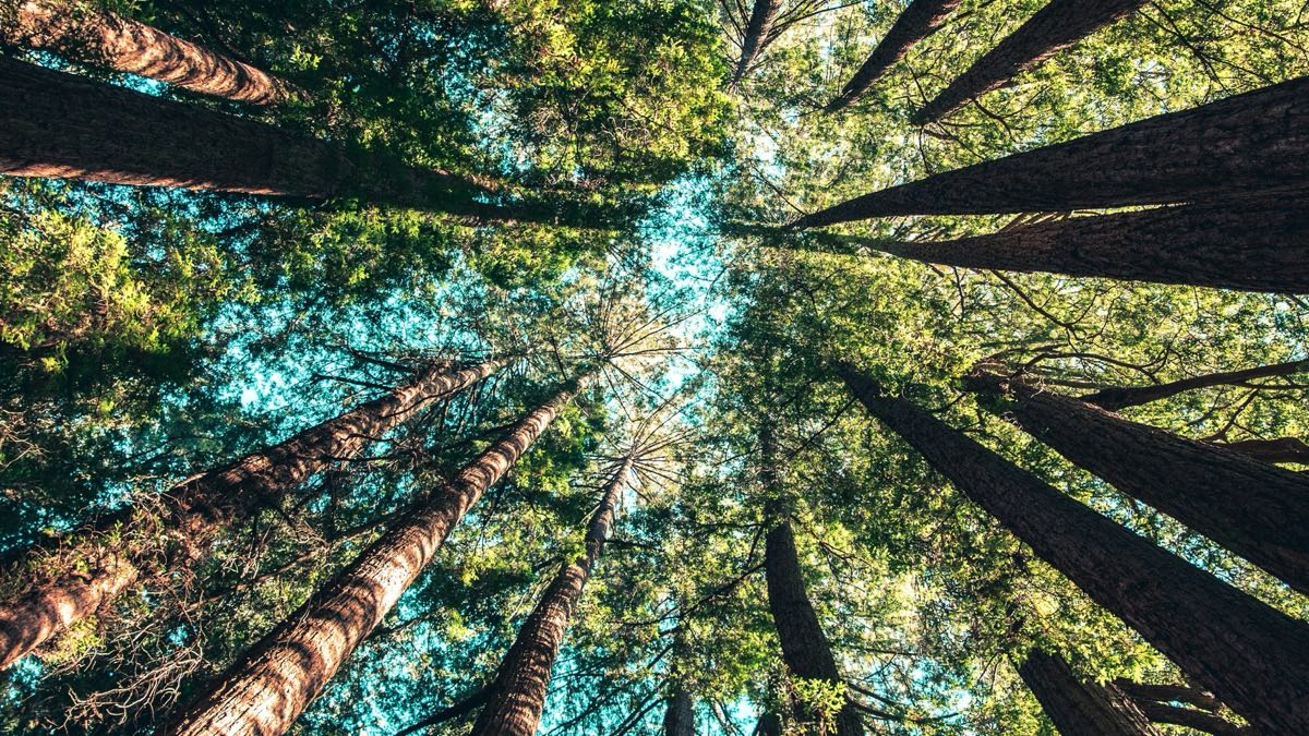Looking up at sunlight breaking through the lush green canopy of tall forest trees against a blue sky