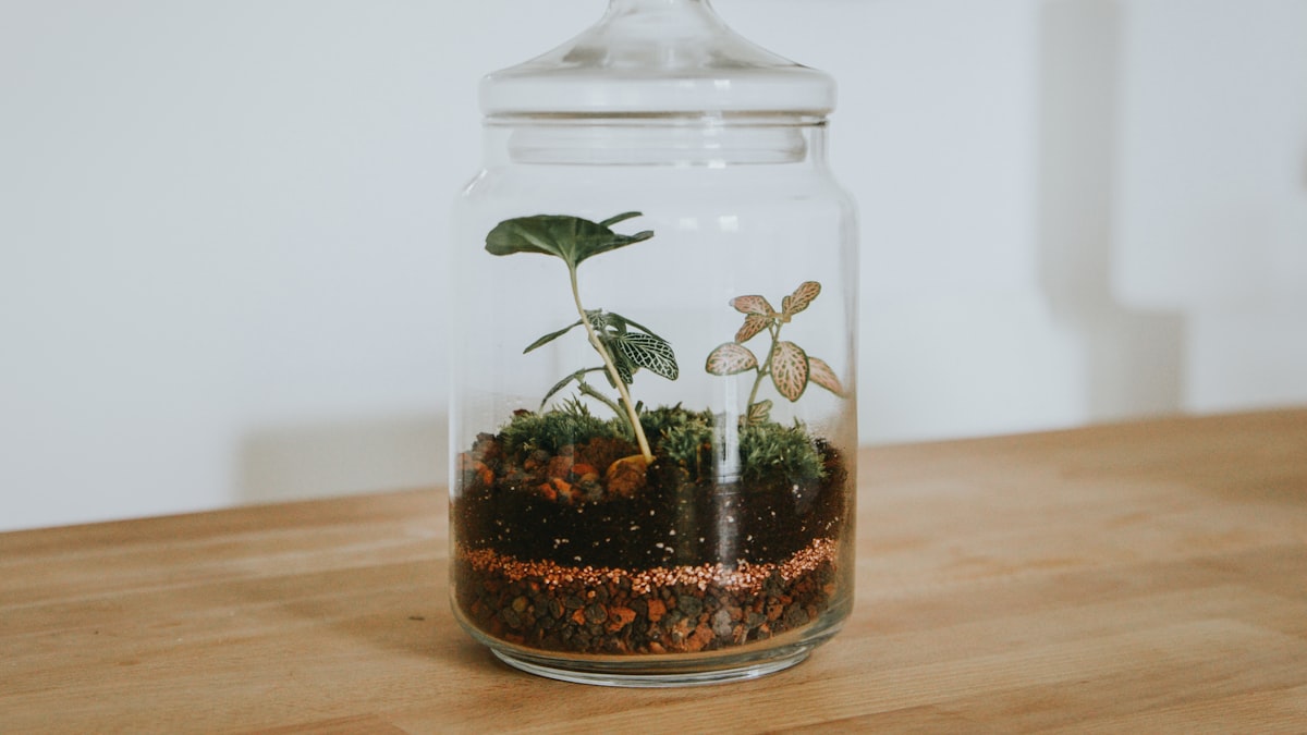 A clear glass jar reused as a small planter with a seedling on a wooden table